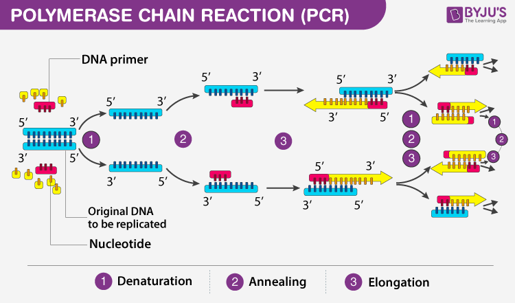 PCR Image