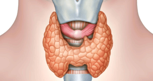 Thyroid function tests