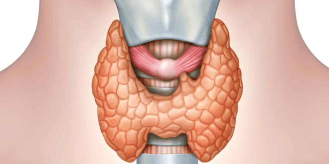 Thyroid function tests