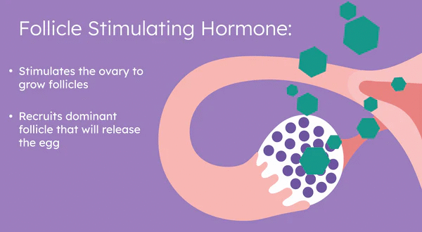 Follicle-Stimulating Hormone