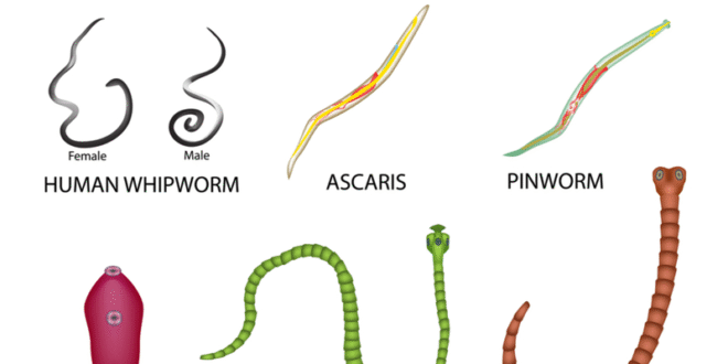 Investigation of Helminths