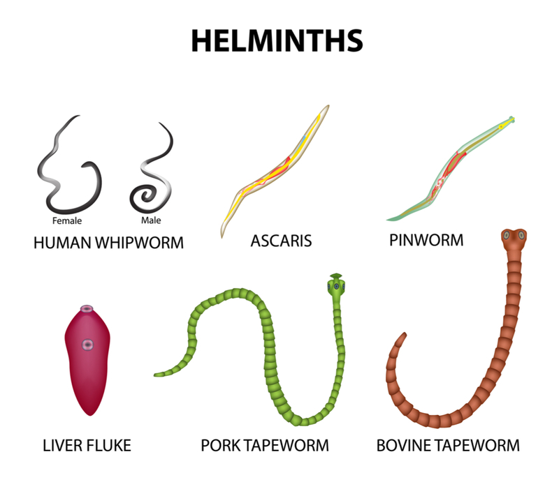Investigation of Helminths 2 image 5