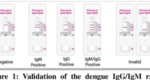 Dengue IgG and IgM Test