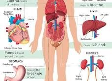 10 Habits for a Healthier Heart: A Professional Guide to Cardiovascular Wellness