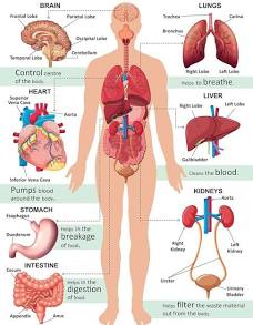 10 Habits for a Healthier Heart: A Professional Guide to Cardiovascular Wellness