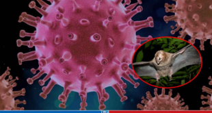 নিপাহ ভাইরাস