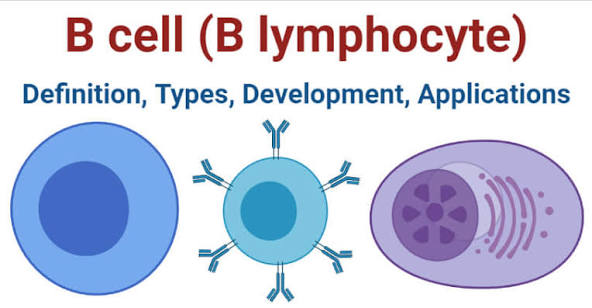 Differential Count of WBC 4 image