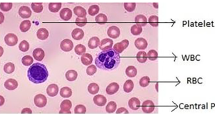 Total Count of RBC, WBC and Platelet