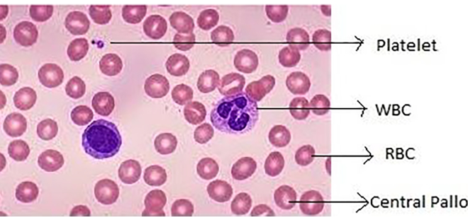 Total Count of RBC, WBC and Platelet